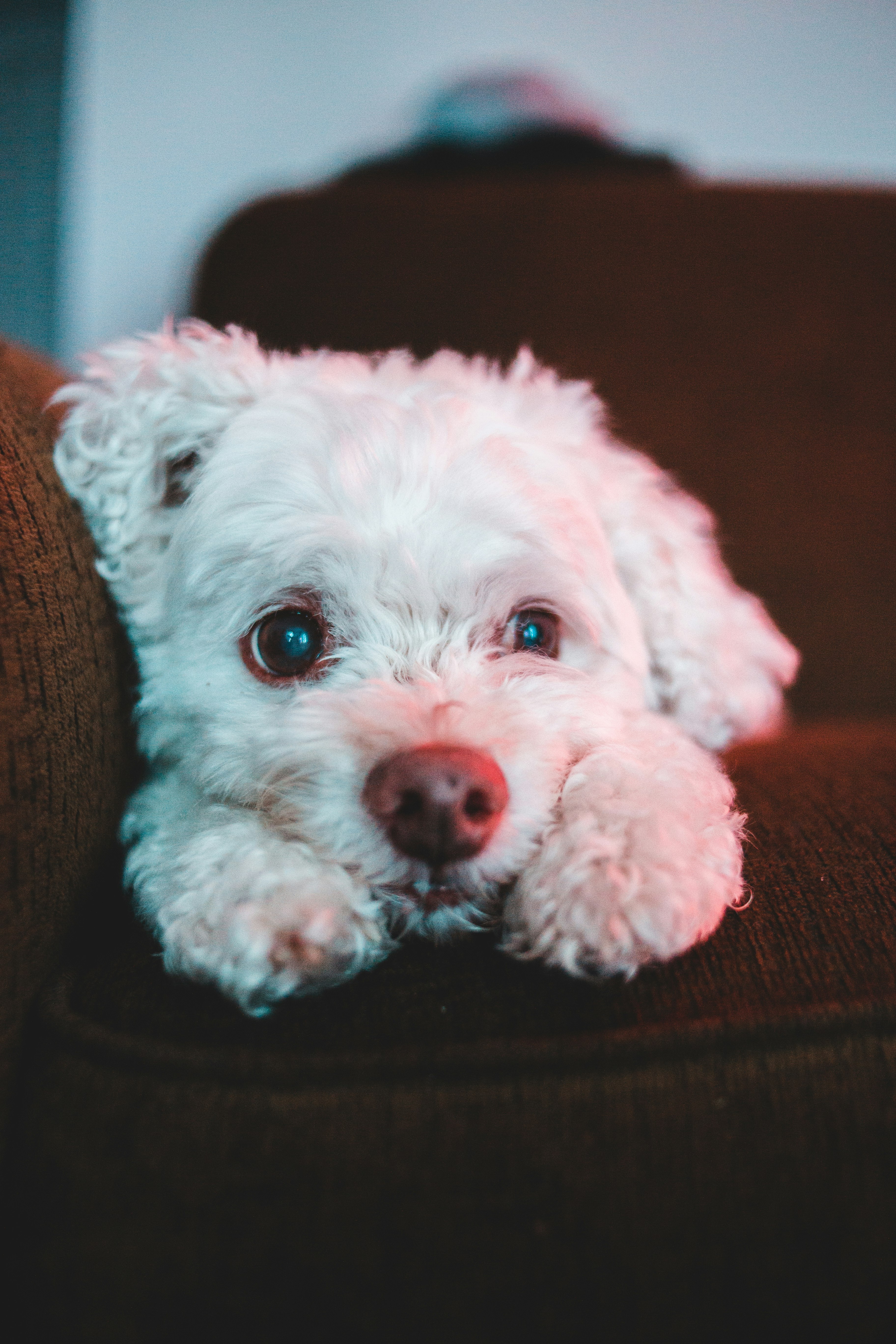 white long coat small dog